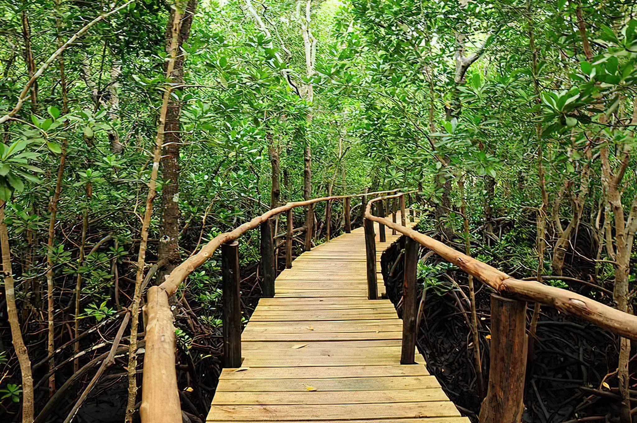 Jozani Forest Tour Zanzibar